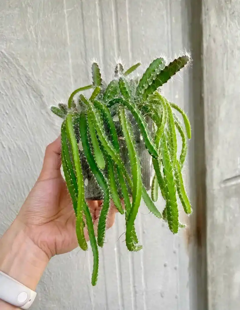 火龙果籽种植方法会长果吗