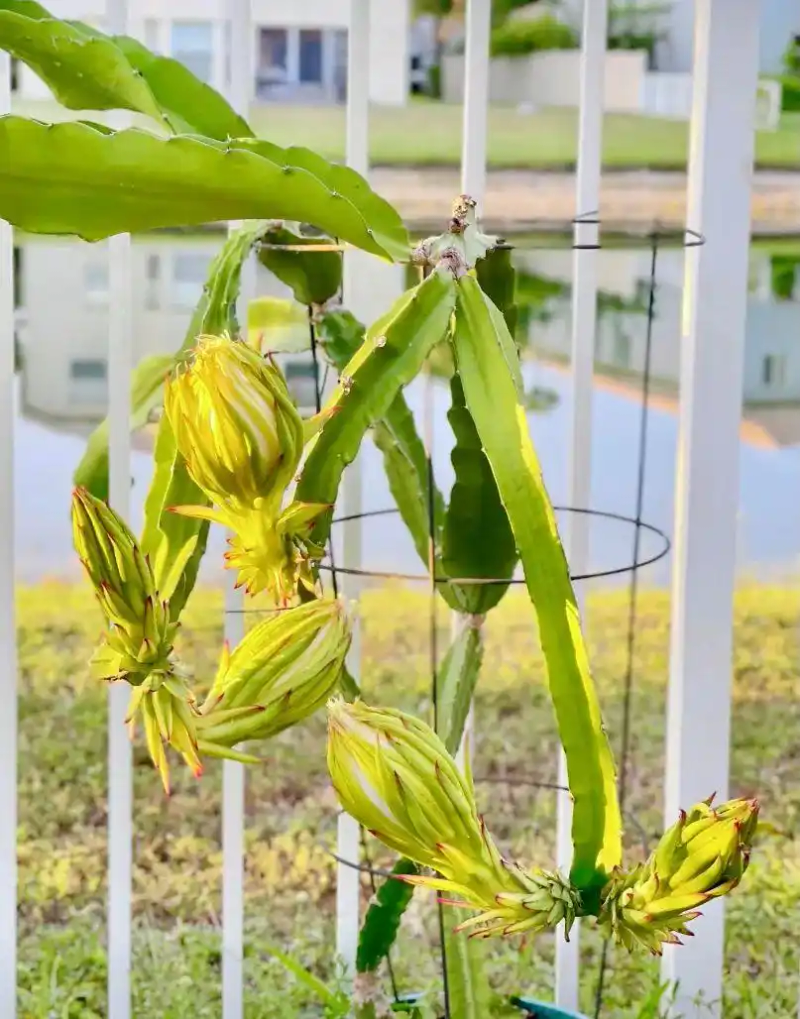 火龙果籽种植方法会长果吗