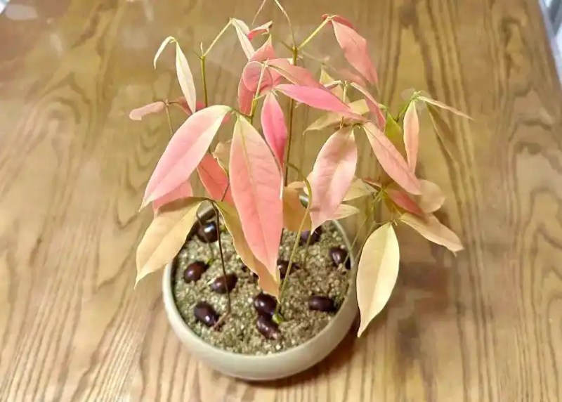 火龙果籽种植方法会长果吗