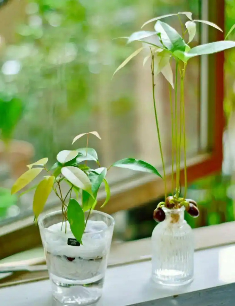 火龙果籽种植方法会长果吗