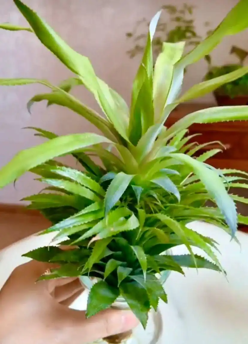 火龙果籽种植方法会长果吗