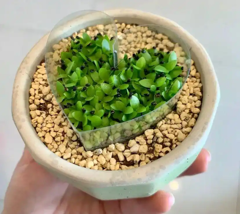 火龙果籽种植方法会长果吗