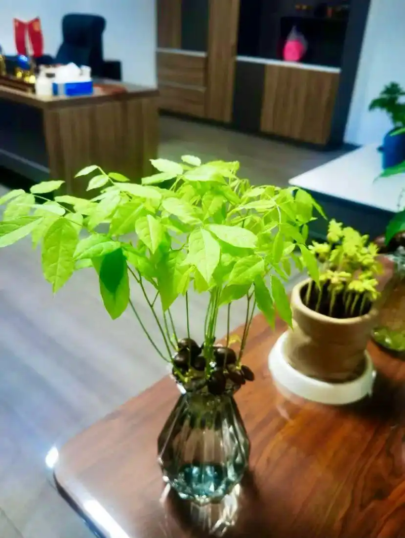 火龙果籽种植方法会长果吗