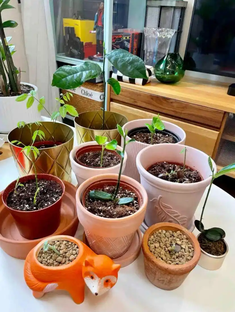 火龙果籽种植方法会长果吗