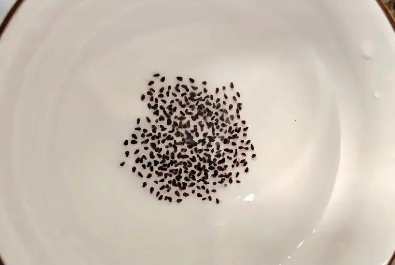 火龙果籽种植方法会长果吗