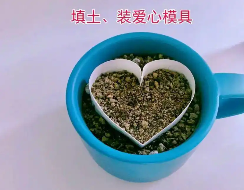 火龙果籽种植方法会长果吗