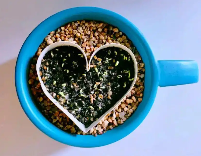 火龙果籽种植方法会长果吗