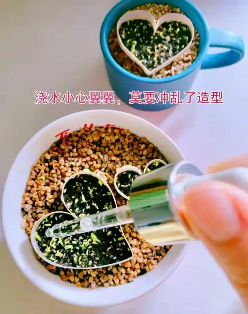 火龙果籽种植方法会长果吗