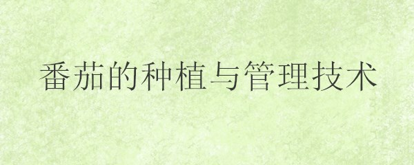 蕃茄如何种植技术