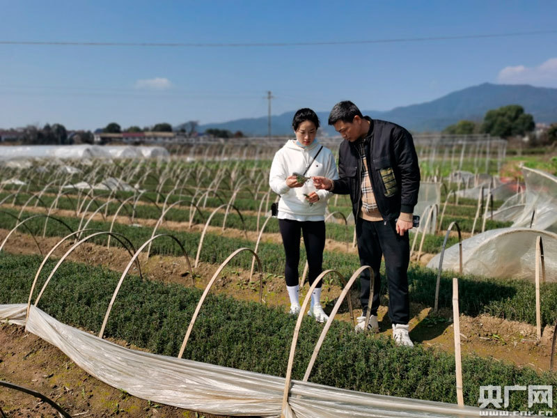迷迭香种植方法