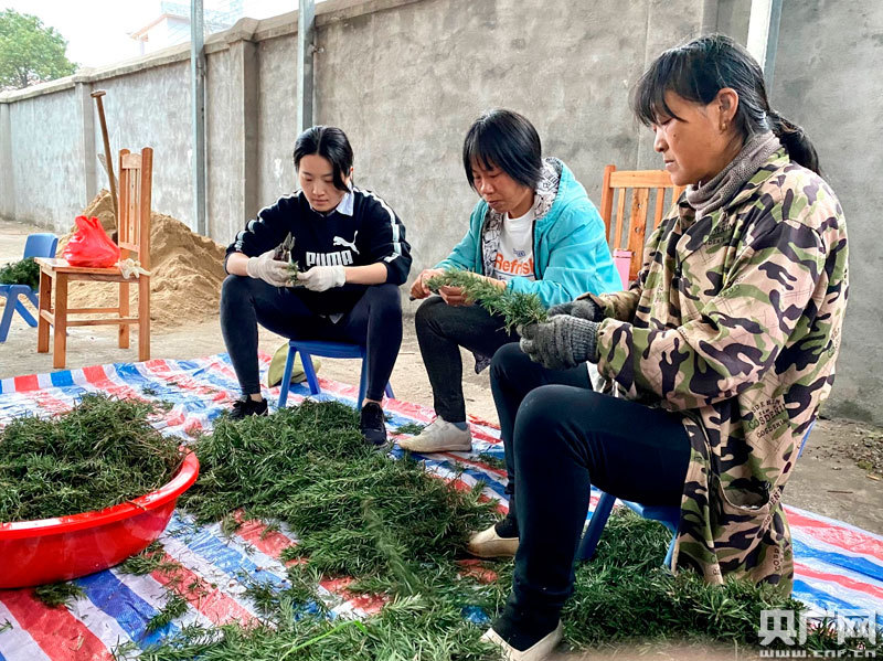迷迭香种植方法