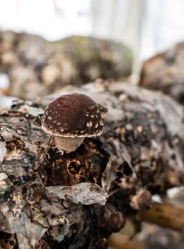 野生蘑菇种植技术