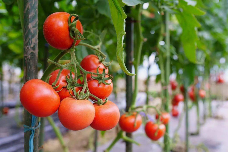Provence tomato cultivation technology