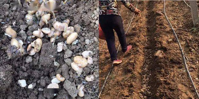 Provence tomato cultivation technology