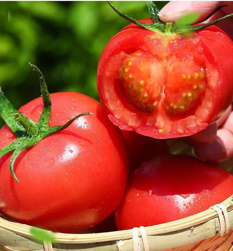 Provence tomato cultivation technology