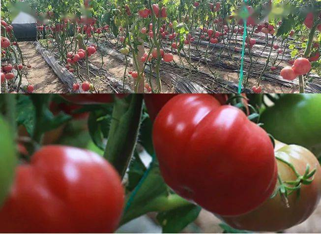 Provence tomato cultivation technology