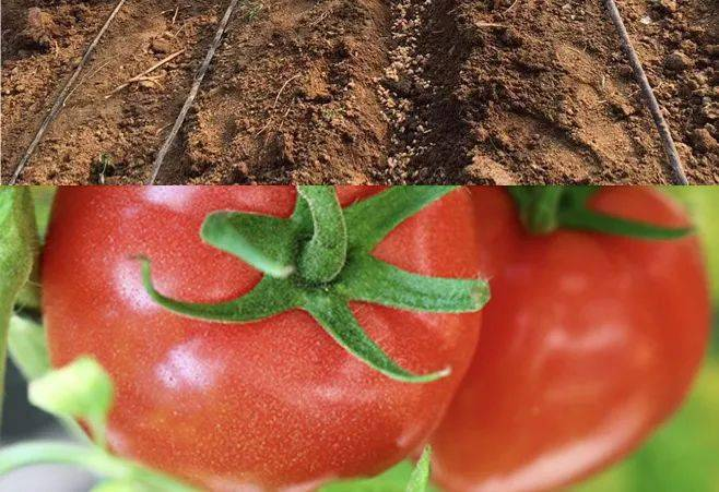 Provence tomato cultivation technology