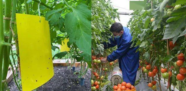 Provence tomato cultivation technology