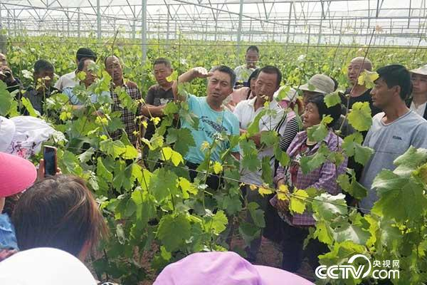 冷棚葡萄种植技术视频