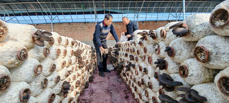 温室大棚种植技术