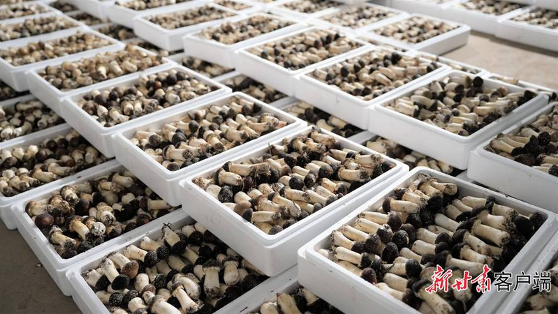 温室大棚种植技术