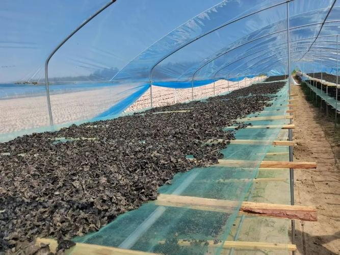 温室大棚种植技术