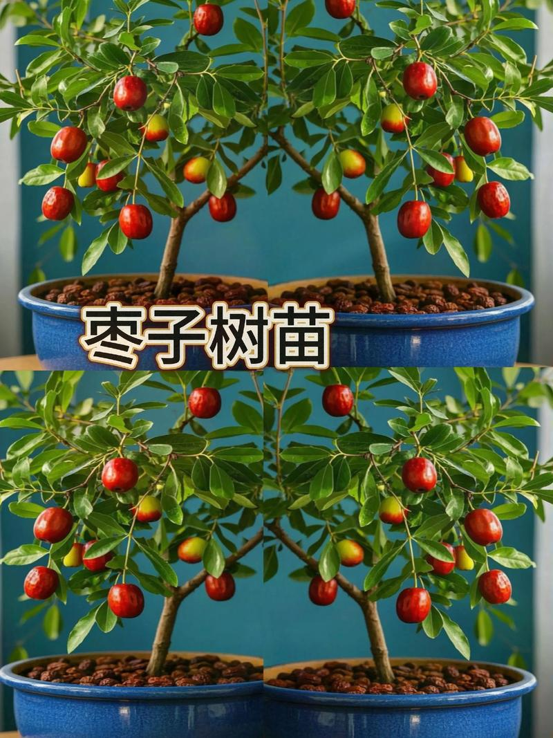 冬瓜的种植技术