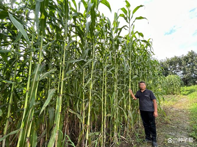甜高粱种植技术