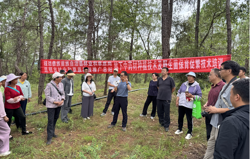 中药黄精的种植技术