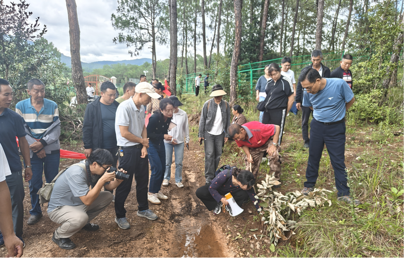 中药黄精的种植技术