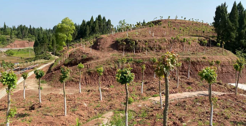 红枫种子种植方法