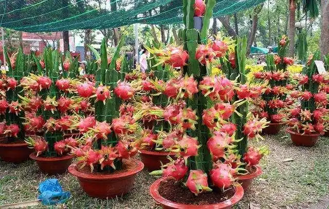 火龙果籽种植方法会长果吗