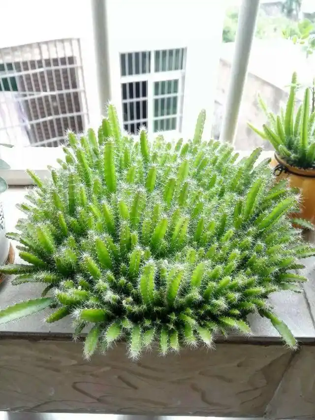 火龙果籽种植方法会长果吗