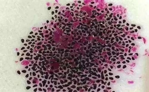 火龙果籽种植方法会长果吗