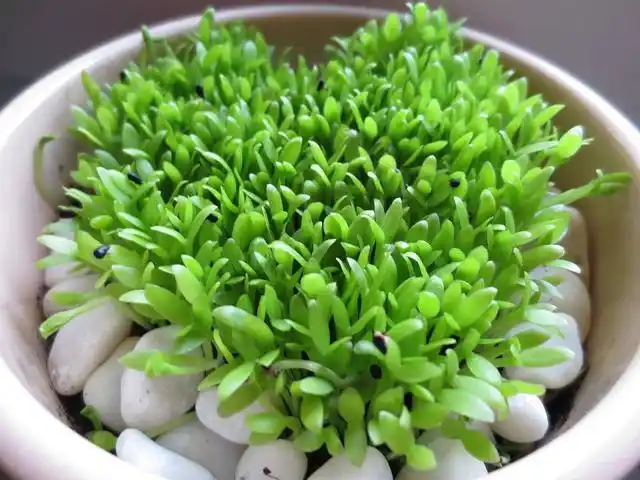 火龙果籽种植方法会长果吗