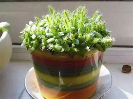 火龙果籽种植方法会长果吗