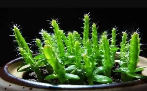 火龙果籽种植方法会长果吗