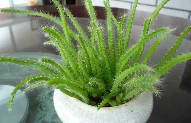 火龙果籽种植方法会长果吗