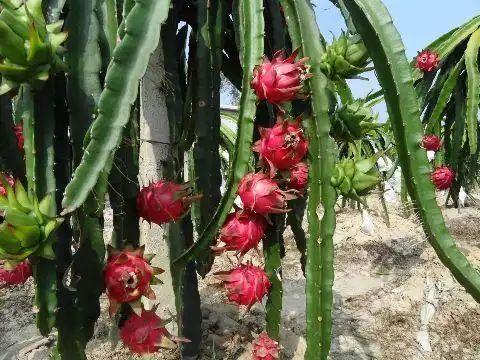 火龙果籽种植方法会长果吗