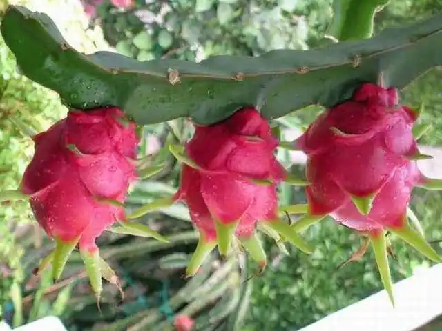 火龙果籽种植方法会长果吗