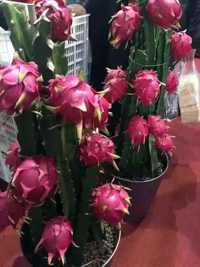 火龙果籽种植方法会长果吗