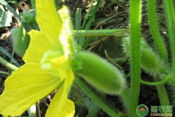 Cultivation techniques