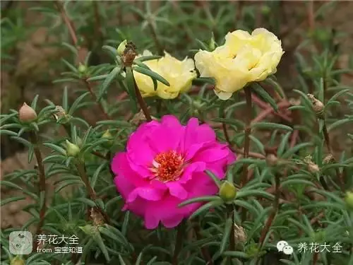 波斯菊种子的种植方法