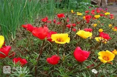 波斯菊种子的种植方法