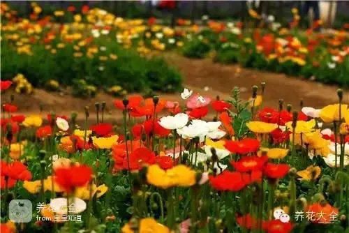波斯菊种子的种植方法