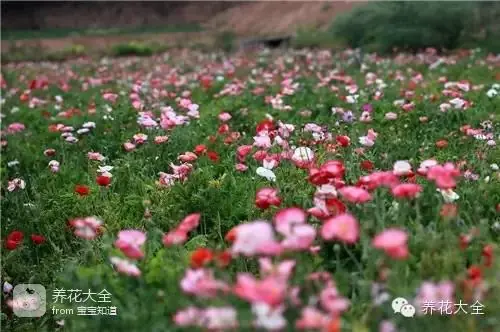 波斯菊种子的种植方法