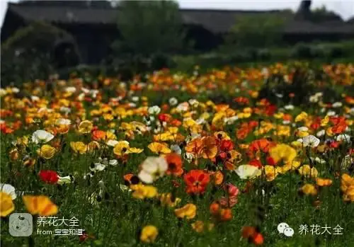 波斯菊种子的种植方法