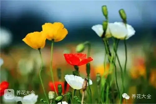 波斯菊种子的种植方法