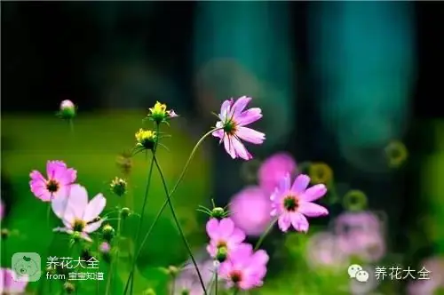 波斯菊种子的种植方法