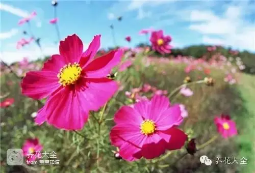 波斯菊种子的种植方法